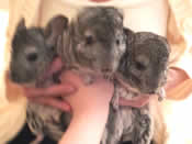 3 Boys