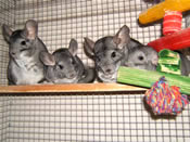 The Brady Bunch