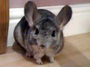 Buddy