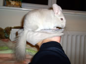 Cookie