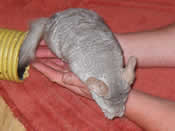 Female chinny