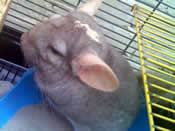Freddy