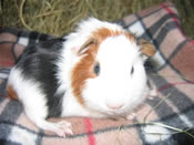 Poppy