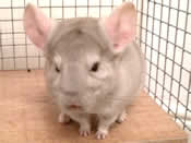 Junior