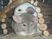 Mimi and Gizmo