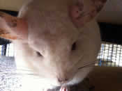 Molly