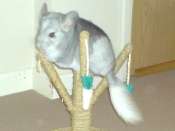Pip