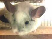 Snowdrop