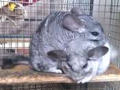 Tom & Jerry