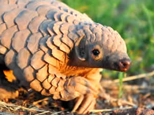 Pangolin