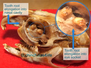 Maloccluded skull