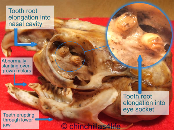 Mallocluded Skull